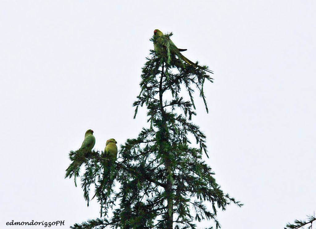 Scompiglio all''imbrunire:....Parrocchetti dal collare  (Psittacula krameri)